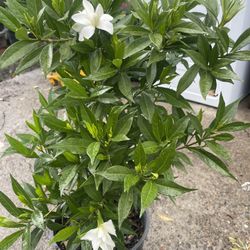 Plant: Gardenia