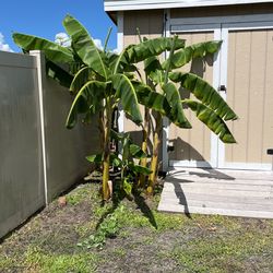 8 feet banana trees
