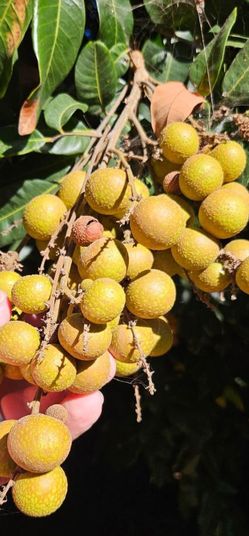 Fallbrook Fresh organic longan fruit for sale very sweet and yummy 😋 新鲜现採有机龙眼很甜好吃