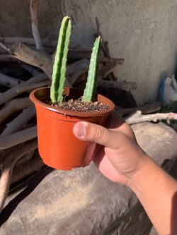 Starfish cactus 🌵
