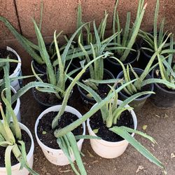 Huge Blowout Sale Clearance On All Plants