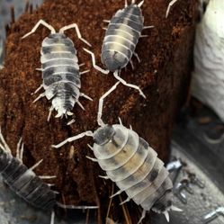 Oreo Crumble Isopod Photos