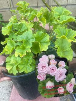 rose Geranium pretty lovely pink with Rose shaped flower all year blooming