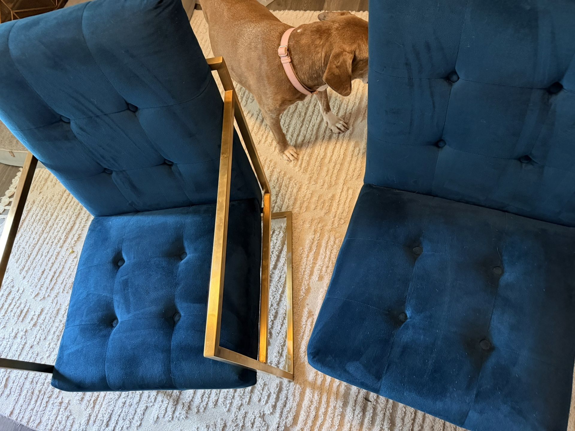 Pair of Blue Velvet Accent Chairs w/ Gold Metal Frame
