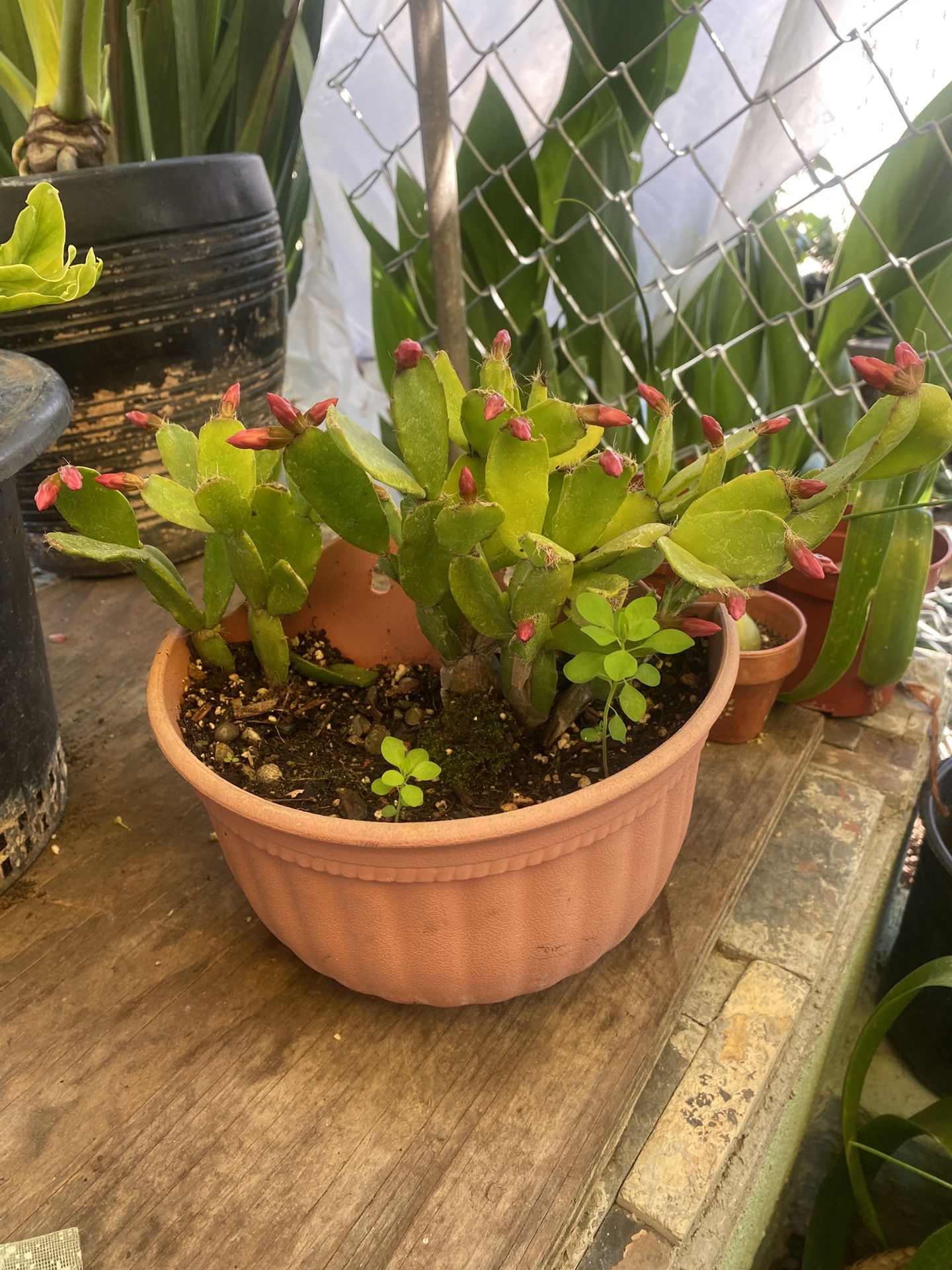 Floral Cactuses