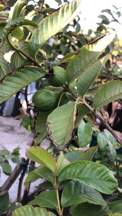 Guava Trees 