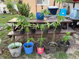 3 Papaya Plants