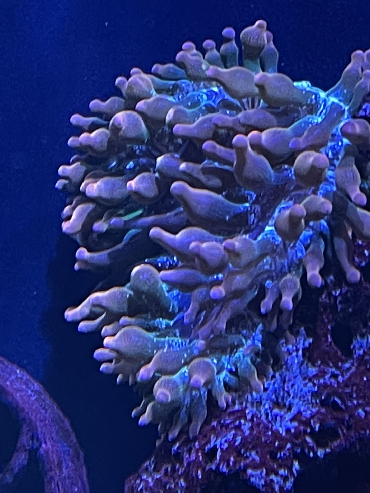 Reef Aquarium Corals