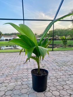 Neoveitchia storckii palm (Storck's Palm or Vilaito Palm)