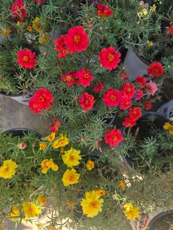 Portulaca Plants Moss rose