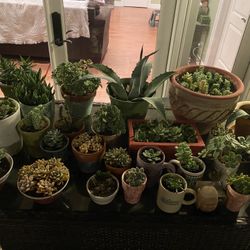 Succulents Plants assorted Sizes And Shapes $1 - $10