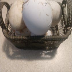 Goose Eggs Large 153-163 Grams