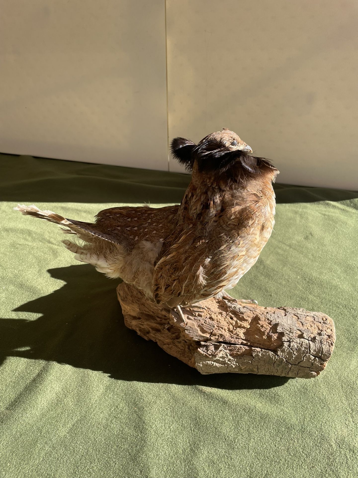 Ruffed Grouse Bird Taxidermy Mount