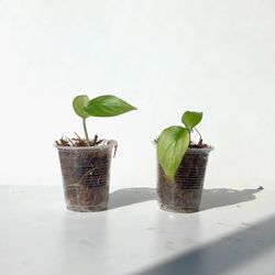 Rare Aroid Variegated Monstera Lechleriana Plant/ House Plant/ Indoor Plant 