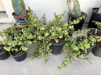Very Healthy Succulent Elephant Food Bush Plants In 1 Gallon Planters