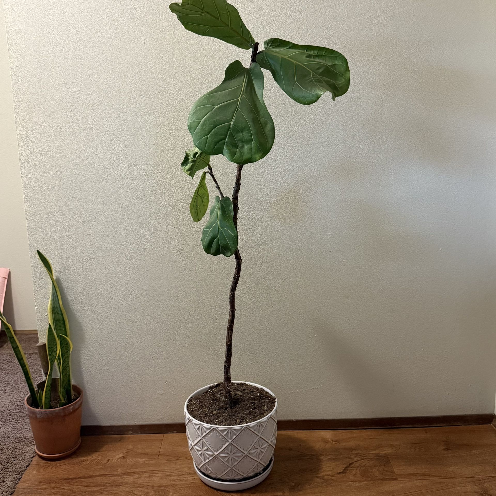 Fiddle Fig Leaf Plant