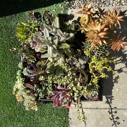 Succulents Lot Of 17 Plants
