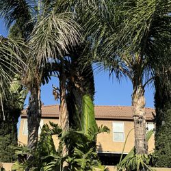Trim Palm Trees And Remove Pam Trees And More