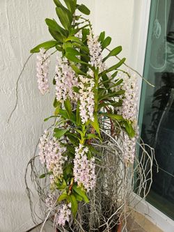 Orchid Plant