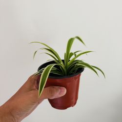 Spider plant