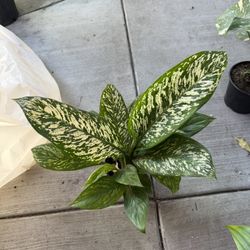 6” Dieffenbachia Etna 