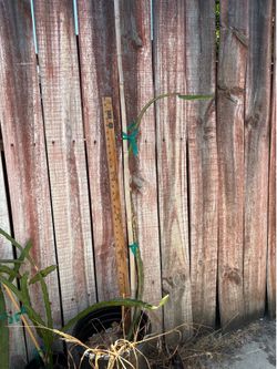Dragon fruit plant-Pink Panther variety over 3ft