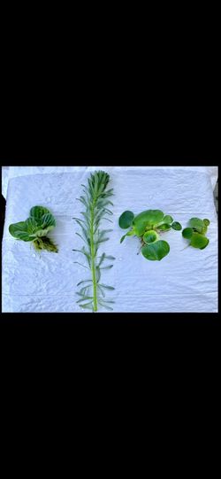 Floating Ponds Plants