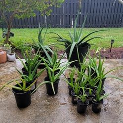 Aloe Vera Plants 