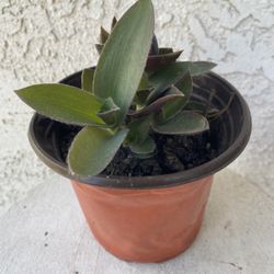 6 Inch Pot Succulent Plant - Rare Tradescantia Pallida - Purple Heart Wandering Dude - Rooted & Established - Drought Resistant 🪴