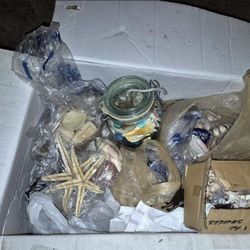 Box Full Of Assorted Sea Shells. Beach and Gift Shop (Johnstown Ohio)