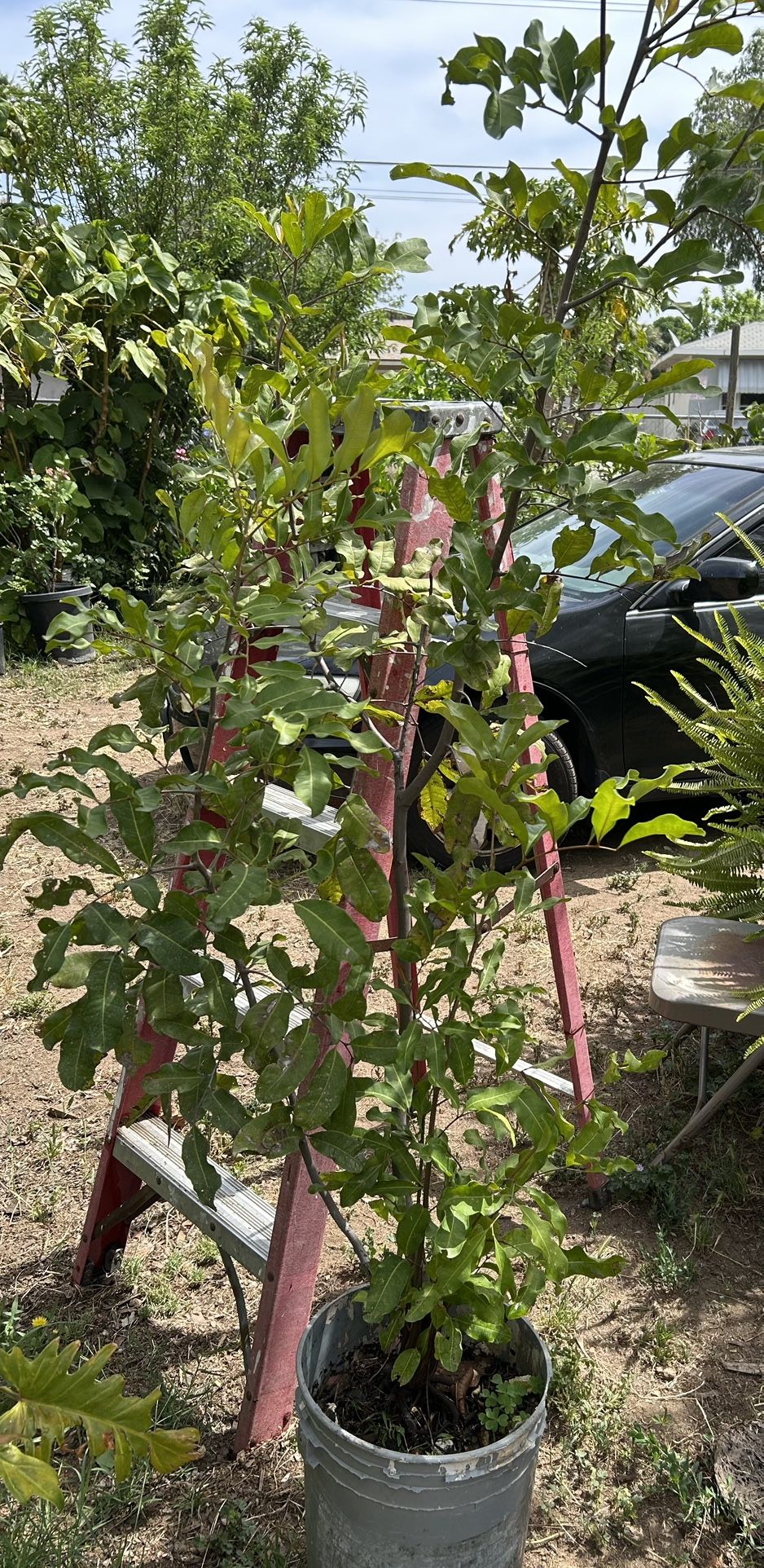 Árbol Para Sombras De 8 Pies De Alto