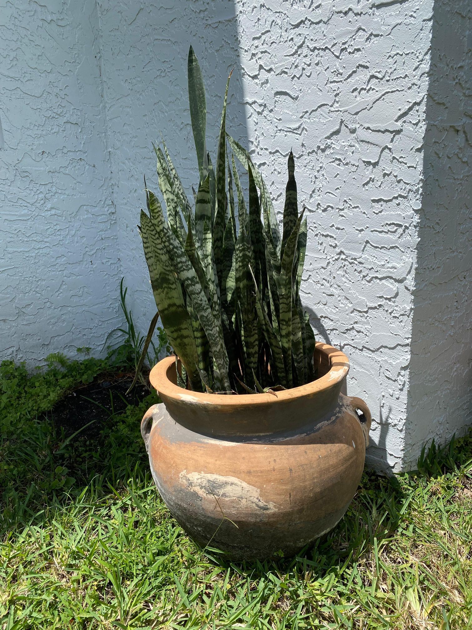 Large Terra Cotta Pot With Snake Plants,All Products : American Fashion Style Bags On Sale