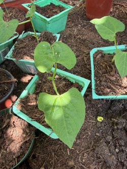 Young vegetable plants/seedlings