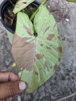 Syngonium Milk Confetii 