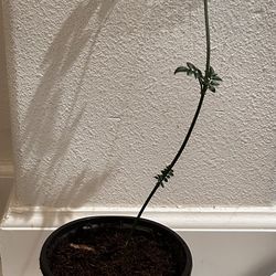 Home Grown Mini Pink Jasmin Plant