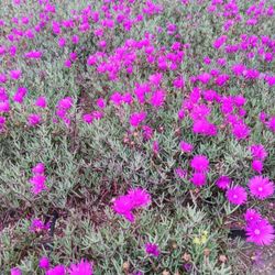 Ice Plant Ground Cover
The ice plant is the 