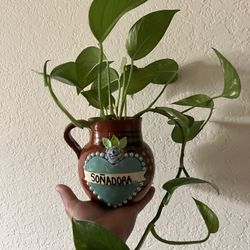 Planta linda Y Saludable En Jarrito Artesanal De Barro