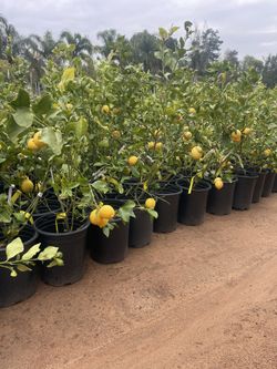 5 Gallon Size- Fruiting Age- Citrus Trees 