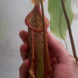 Carnivorous Plant: Nepenthes Miranda pitcher plant