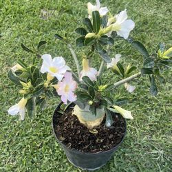 DESERT ROSE PLANT  (3 Gallon Pot)
