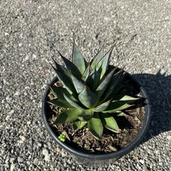 Agave Blue Glow