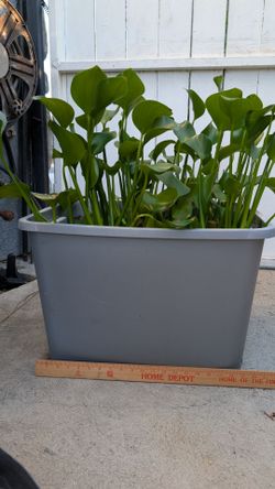 Pond plants. Water Iris. Oxygenating grasses.