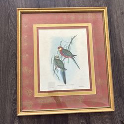 Framed and matted print titled ‘Platycercus Icterotis’