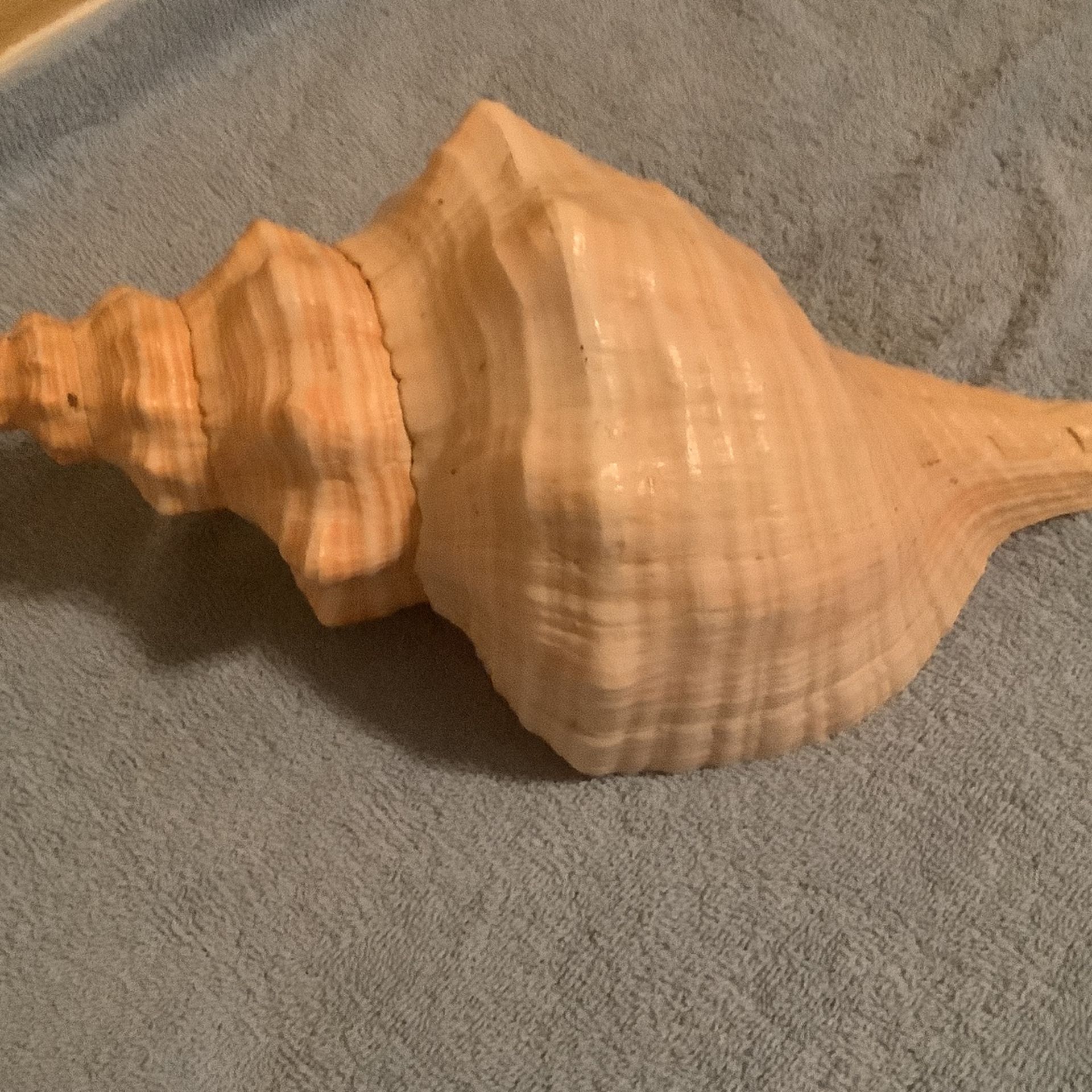 Giant Seashell. Art. Decor Bath. Garden