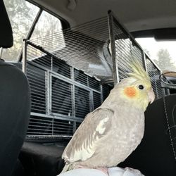 Cockatiel