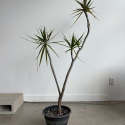 4ft Dracaena Dragon Tree