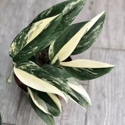 Monstera Standeleyana 'Albo' Variegata 6"