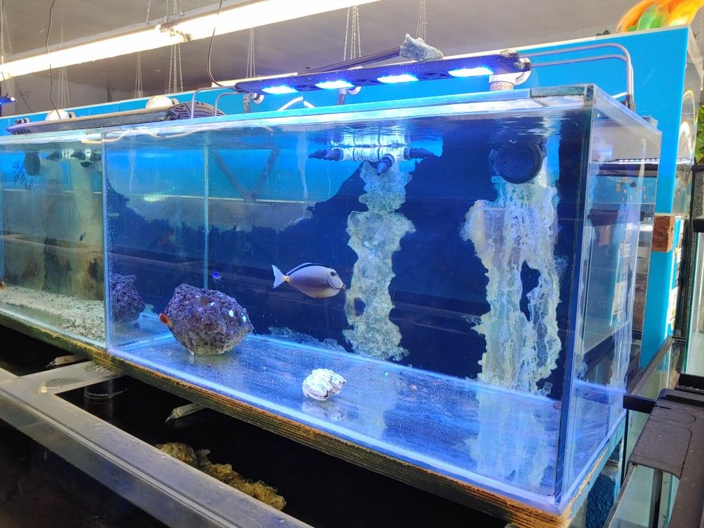 Apex aquarium culver city going out of business sale on equipment not animals