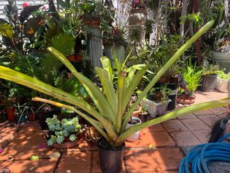 Large Variegated Bromeliad Plant in Black Pot