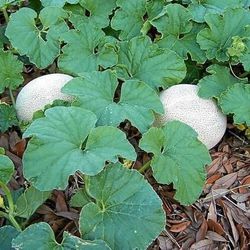 Cantaloupe Plant Fast Growing Flowering Soon Organic non-GMO